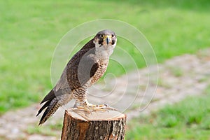 Tamed and trained fastest bird predator falcon or hawk photo