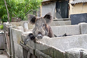 Tamed wild boar photo