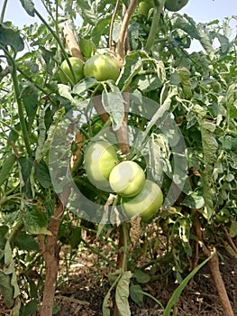 Tametos farming in gujarat farm