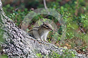 Tamias sibiricus asiaticus. Chipmunk looks because of the cedar