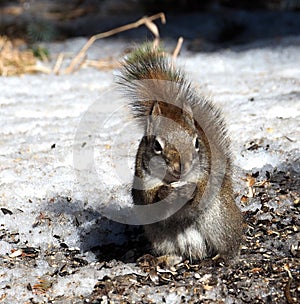 Tamiasciurus Hudsonicus Or Red Squirrel