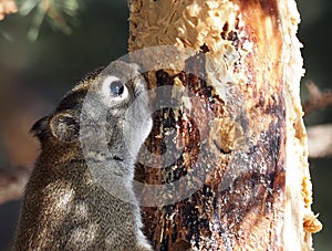 Tamiasciurus Hudsonicus Or Red Squirrel