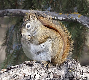 Tamiasciurus Hudsonicus Or Red Squirrel