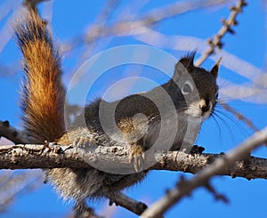 Tamiasciurus Hudsonicus Or Red Squirrel