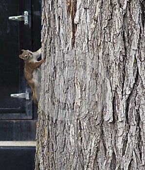 Tamiasciurus Hudsonicus Or Red Squirrel On Tree Trunk photo
