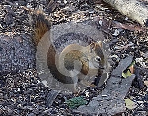 Tamiasciurus Hudsonicus Or Red Squirrel On Forest Floor