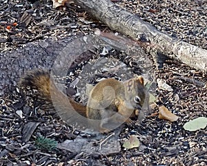 Tamiasciurus Hudsonicus Or Red Squirrel On Forest Floor