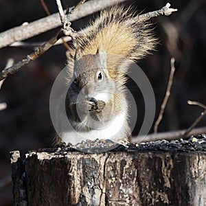 Tamiasciurus Hudsonicus Or Red Squirrel O Tree Stump