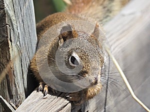 Tamiasciurus Hudsonicus Or Red Squirrel On Railing