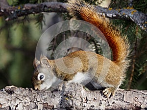 Tamiasciurus Hudsonicus Or Red Squirrel photo