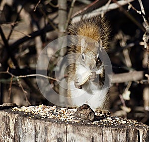 Tamiasciurus Hudsonicus Or Red Squirrel On Stump