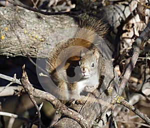 Tamiasciurus Hudsonicus Or Red Squirrel In Tree