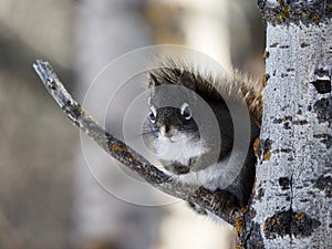 Tamiasciurus Hudsonicus Or Red Squirrel On Tree Branch