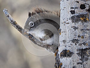 Tamiasciurus Hudsonicus Or Red Squirrel On Tree Branch