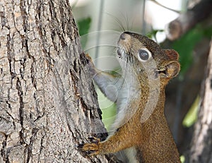 Tamiasciurus Hudsonicus or red squirrel in tree photo