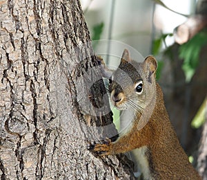 Tamiasciurus Hudsonicus or red squirrel in tree photo