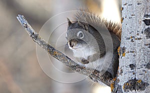 Tamiasciurus Hudsonicus Or Red Squirrel On Tree Trunk