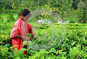 Tamil Tea Picker