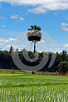 TamilNadu`s Palm tree