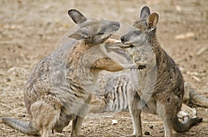 Tammar wallabies