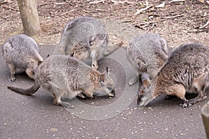the tammar wallabies are all looking for food