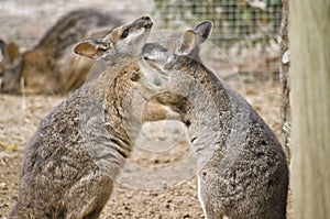 Tammar wallabies