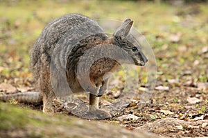 Tammar wallaby photo