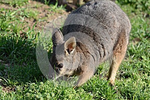 Tammar wallaby