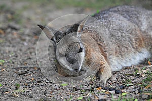 Tammar wallaby