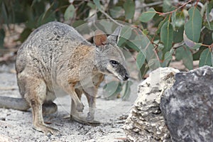 Tammar Wallaby, Australia