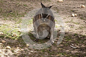 the tammar wallaby is eating fruit photo