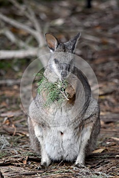 the tammar wallaby is eating his greens