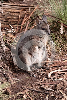 a tammar wallaby standing on its hind legs