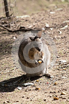 the tammar wallaby is eating fruit photo