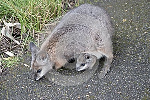 the Tammar Wallaby has a joey in her pouch