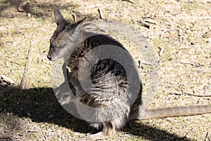 the tammar wallaby has a joey in her pouch