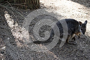 the tammar wallaby has a joey in its pouch photo
