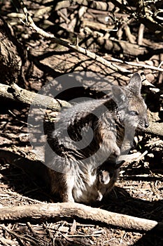 the tammar wallaby has a joey in its pouch photo