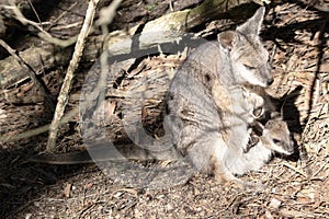 the tammar wallaby has a joey in its pouch photo
