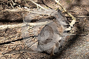 the tammar wallaby has a joey in its pouch photo