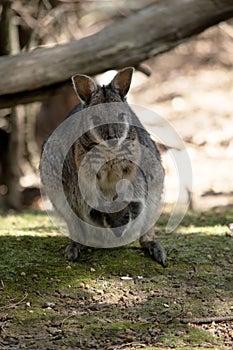the tammar wallaby has a joey in its pouch photo