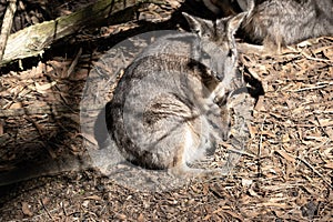 the tammar wallaby has a joey in its pouch photo
