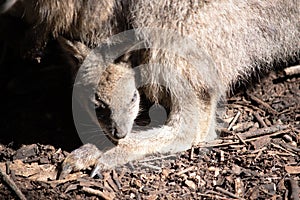 a young tammar wallaby in a pouch