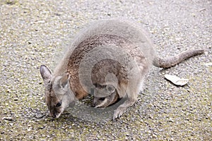 the tammar wallaby is looking for food