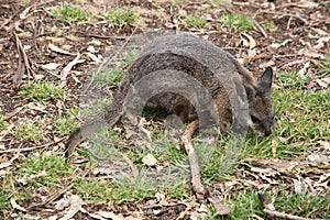 the tammar wallaby is looking for food