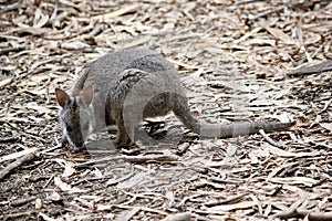 the tammar wallaby is looking for food on the ground