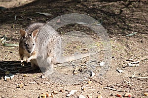 the tammar wallaby is looking for fruit photo