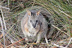 Tammar Wallaby (Macropus eugenii)