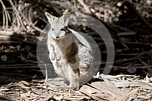the tammar wallaby is searching for food amongst the leaves