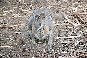 The tammar wallaby is standing in a field